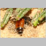 Sphecodes crassus - Blutbiene w001b 4mm - Sandgrube Niedringhaussee-det.jpg